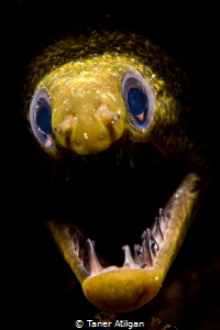 Snooted eel by Taner Atilgan 